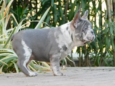 Buldog francuski - George 