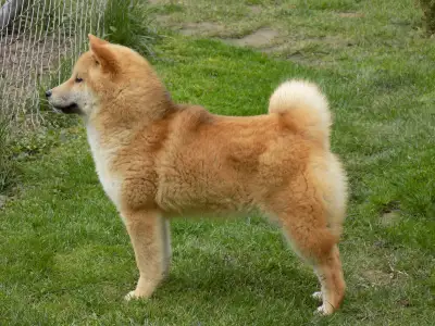 Shiba - Bosco