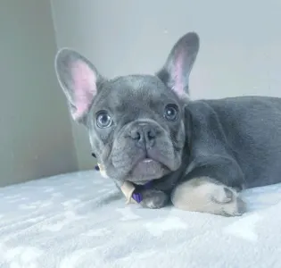 Bulldog francez - Victor