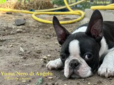 Boston Terrier - Yuma Nero Di Angelo