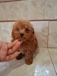 Maltipoo - Maltipoo Toy M