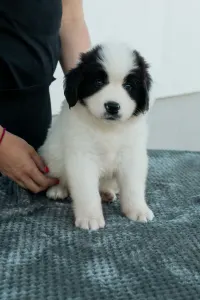 Landseer - Arlo