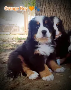 Bernese Mountain Dog - Orange Boy Simba