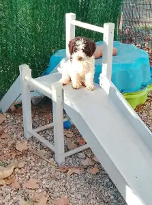 Romagna Water Dog - Lagotto Passion Aureate Theodora