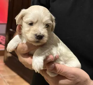 Havanese - Oro De Habana Ugor