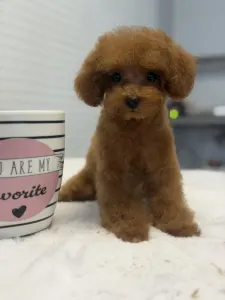 Poodle Toy - Tiara( Teacup)