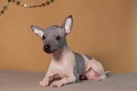 American Hairless Terrier - Astrea Light