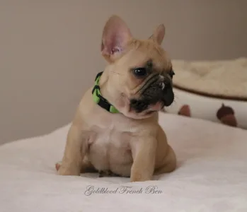 Francia bulldog - Ben
