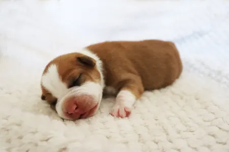 American Staffordshire Terrier - Handsome Dicaprio Of Silence Warrior