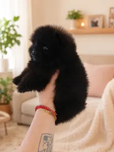 Pomeranian - Poma