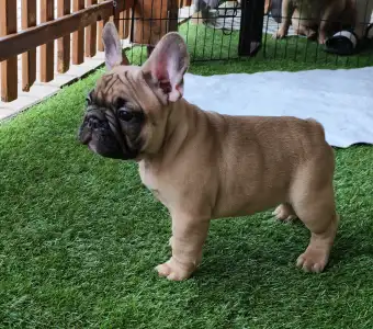 French Bulldog - Elmo