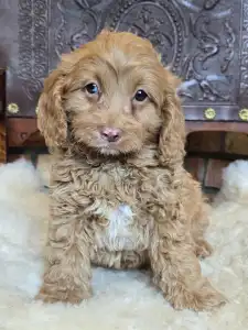 Cavapoo - Milky