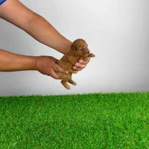 Caniche Nain - Verona