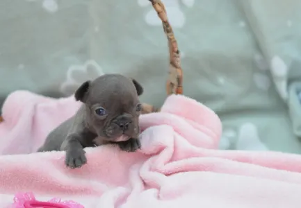 Francuski buldog - Málna