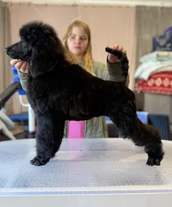 Grosspudel - One Kiss Black Female