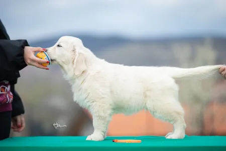 Golden Retriever - Orange Girl
