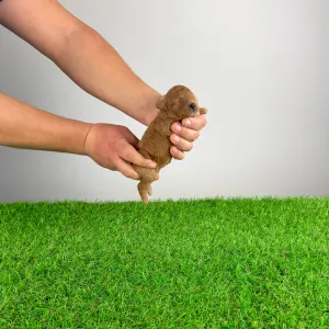 Poodle Miniature - Henessy