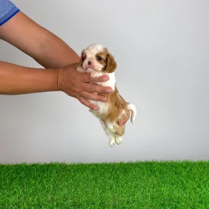 Cavalier King Charles Spaniel - Karosso