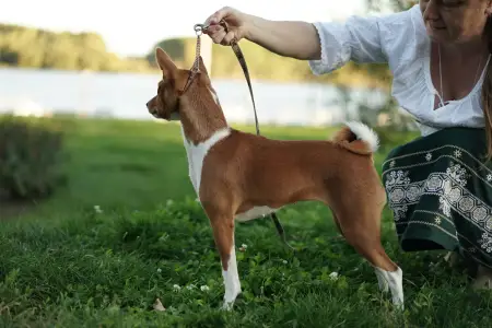 Basenji - Lucky Alien Kahawa
