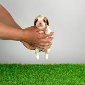 Кавалер кинг-чарльз-спаниель - Karosso