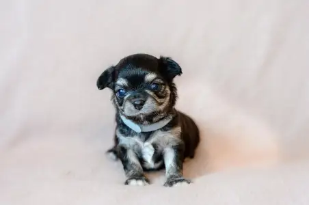 Chihuahua - Frodo Wonderful Grove