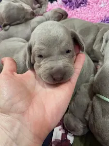 Weimaraner Vorstehhund - Best Hunter World Fyby