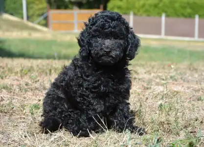 Cavapoo - Wasco