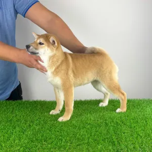 Shiba - Inna