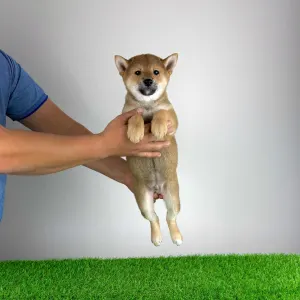 Shiba - Icon