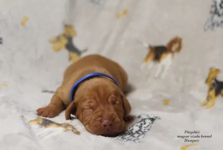 Rövidszőrű magyar vizsla - Alfa Romeo