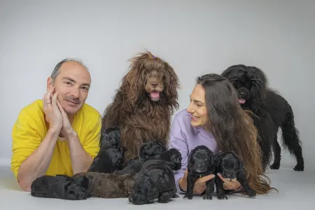 Portuguese Water Dog - Stella Maris 