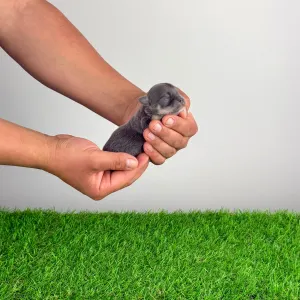 Чихуахуа - Farinella