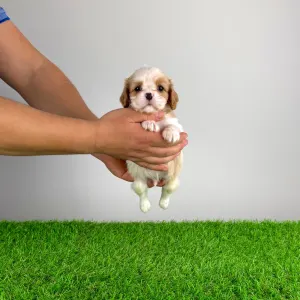 Кавалер кинг-чарльз-спаниель - Enzo