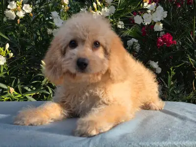 Cavapoo - Frakk
