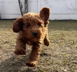 Pudel miniaturowy - Sheldon