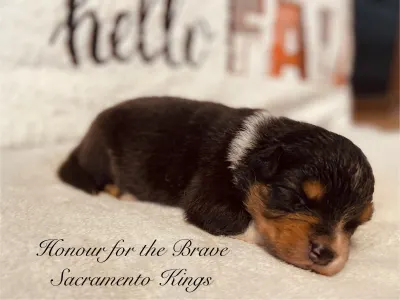 Австралийская овчарка - Honour For The Brave Sacramento Kings