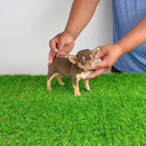 Chihuahua - Gaby