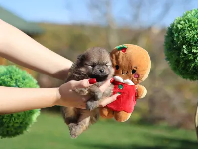 Zwergspitz - Blaze💛