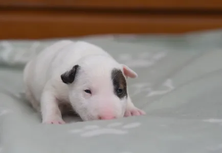 Miniatűr bullterrier - Lucas