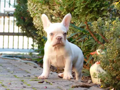 French Bulldog - Edison