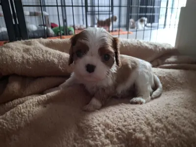 Cavalier King Charles Spaniel - Lolita