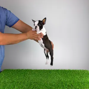 Boston Terrier - Domina