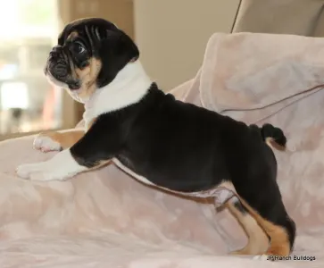 Buldog angielski - Dax 