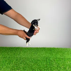 Chihuahua - Ninis