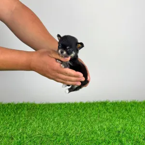 Chihuahua - Fatima