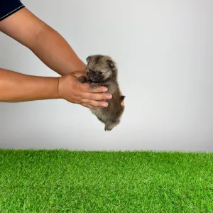 Szpic miniaturowy - Riki