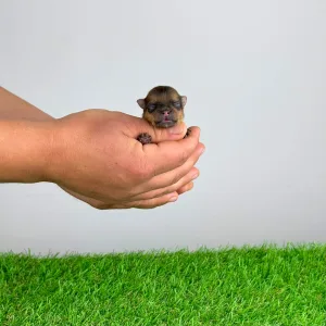 Spitz tedesco piccolo - Cheddar