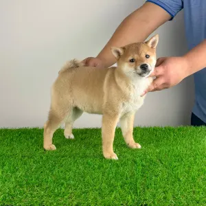Shiba - Kami