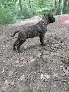 Cane Corso - Aares
