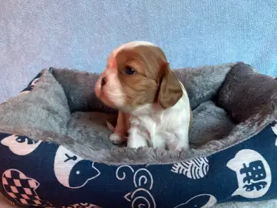 Cavalier King Charles Spaniel - Bentley